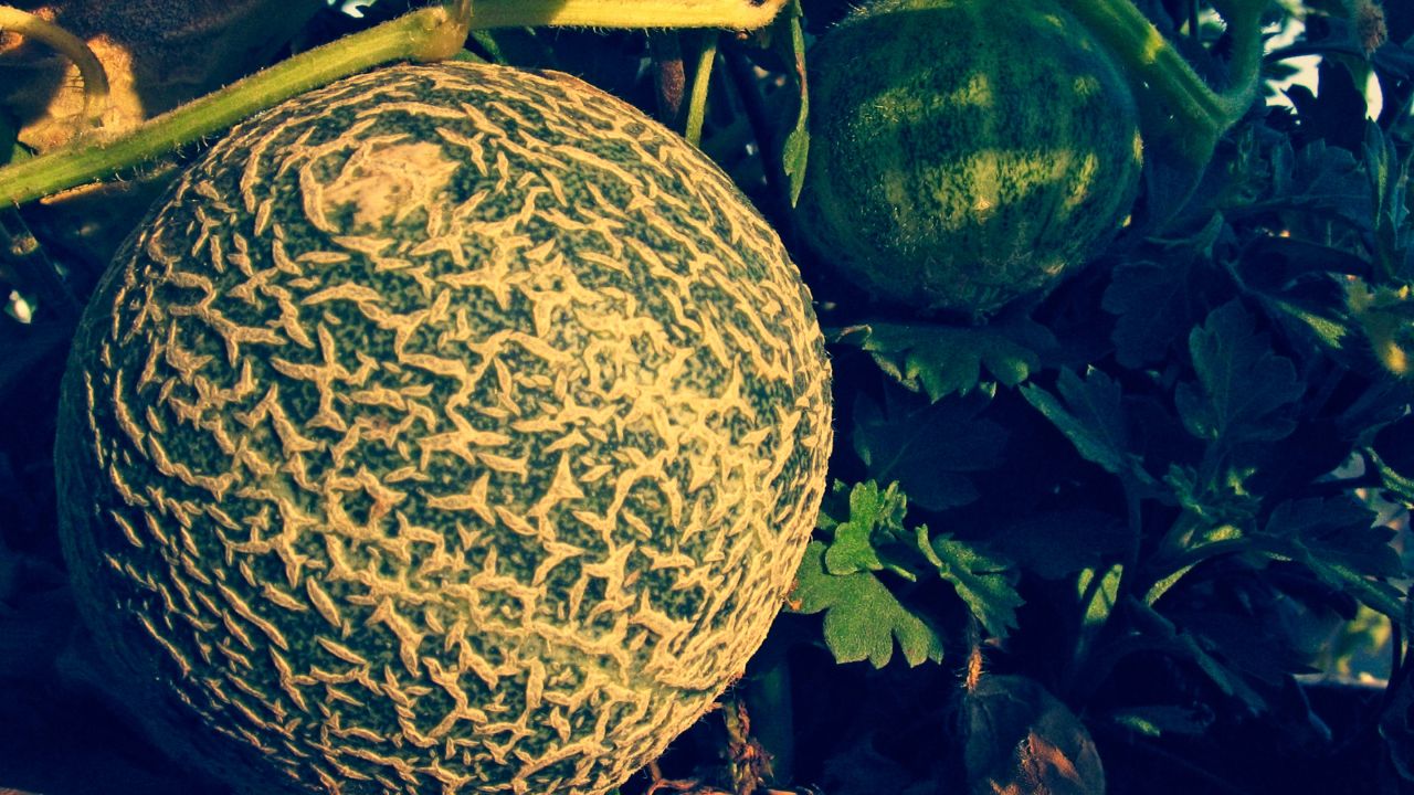 Musk Melon Farming In March Benefits Kharbuja Buai Tips In Hindi