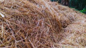 खेत में पड़ी सरसों की तूड़ी है असली खजाना! सही इस्तेमाल से मिट्टी बनेगी उपजाऊ, उत्पादन भी होगा बंपर