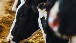 सरकार की इस योजना से पशुपालकों की होगी चांदी! कम लागत में ज्यादा दूध और मुनाफा, जानें कैसे उठाएं लाभ