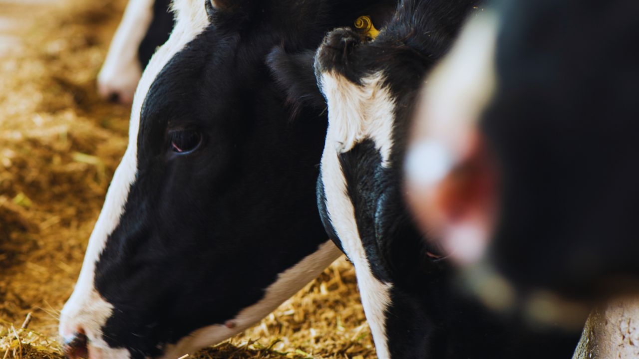 Rashtriya Gokul Mission Benefits For Dairy Farmers How To Increase Milk Production Subsidy Training Scheme