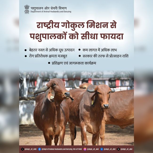rashtriya gokul mission benefits, dairy farming scheme, how increase milk production india naturally
