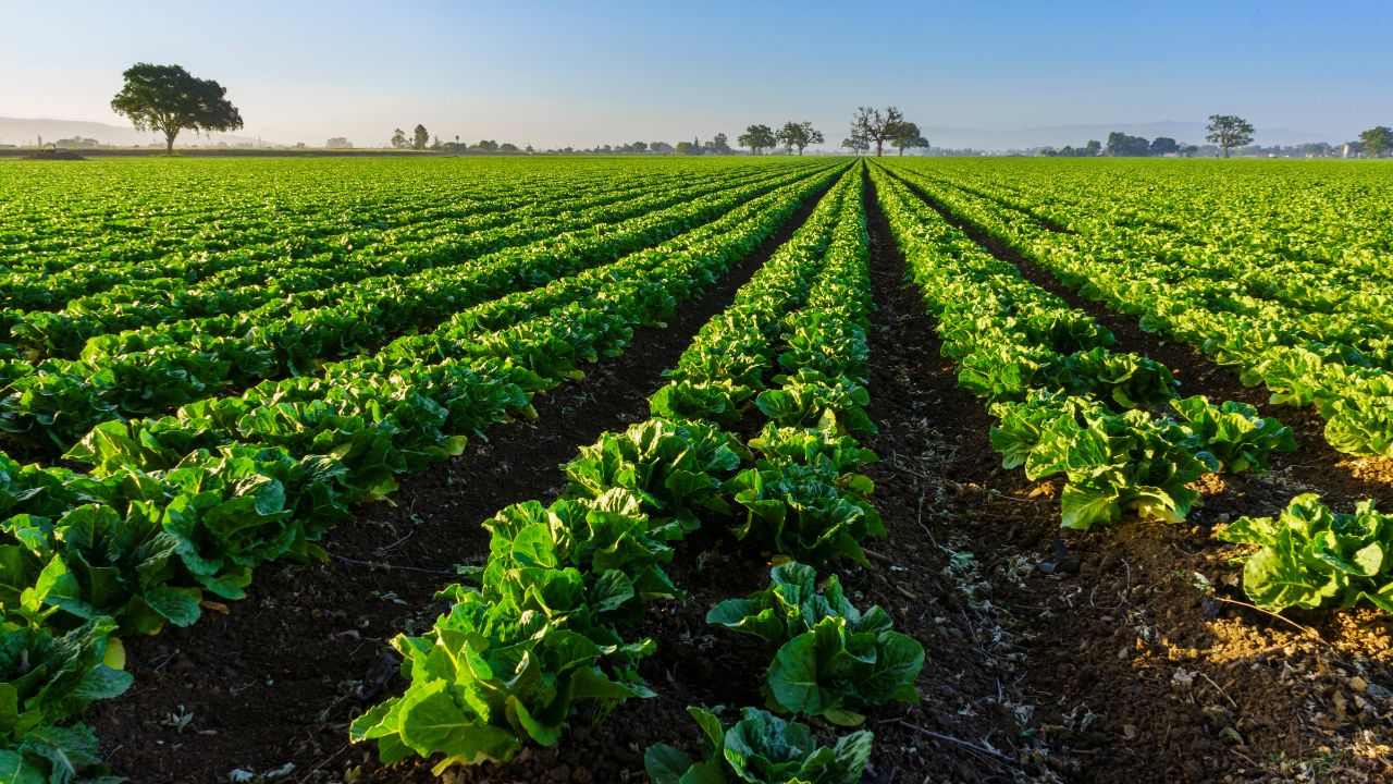 Natural Farming Benefits Farmers Low Cost High Profit Sustainable Agriculture Prakritik Kheti Me Fayda