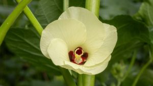 गर्मी में ये फसल किसानों को कर देगी मालामाल! 40 दिन में हो जाती है तैयार, 2.5 लाख तक मुनाफा जानिए पूरी ट्रिक