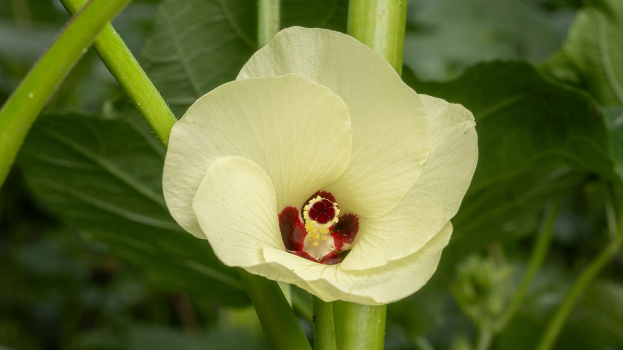 Bhindi Ki Kheti Ke Tips Okra Farming Profit Guide High Yielding Varieties