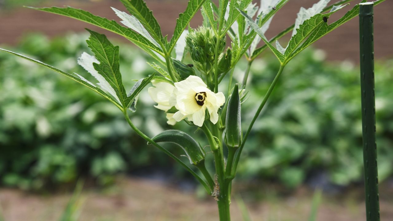 High Profit Okra Farming Best Hybrid Varieties Of Lady Finger Bhindi Ki Kheti Ke Tips