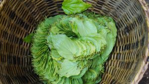 पान विकास योजना लॉन्च.. मगही पान का स्वाद चखेंगे विदेशी, किसानों को सब्सिडी देने के लिए आवेदन शुरू