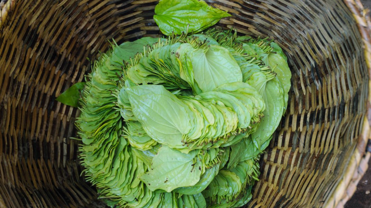 Paan Vikas Yojana Bihar Paan Development Scheme Launched Magahi Pan Farmers Apply Online For Subsidie Check Details