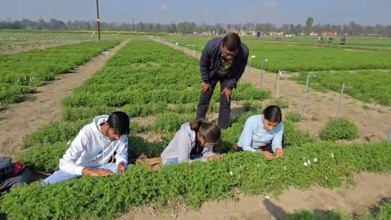Pantnagar Agri Uni Scientists Creating New Varieties By Crossing Improved Varieties Of Pulses Crops Which Will Be Immune To Weather Pests And Diseases