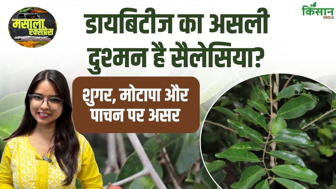 Salacia Reticulata Help Lower Blood Sugar And Obesity Learn The Ayurvedic Benefits And Truth