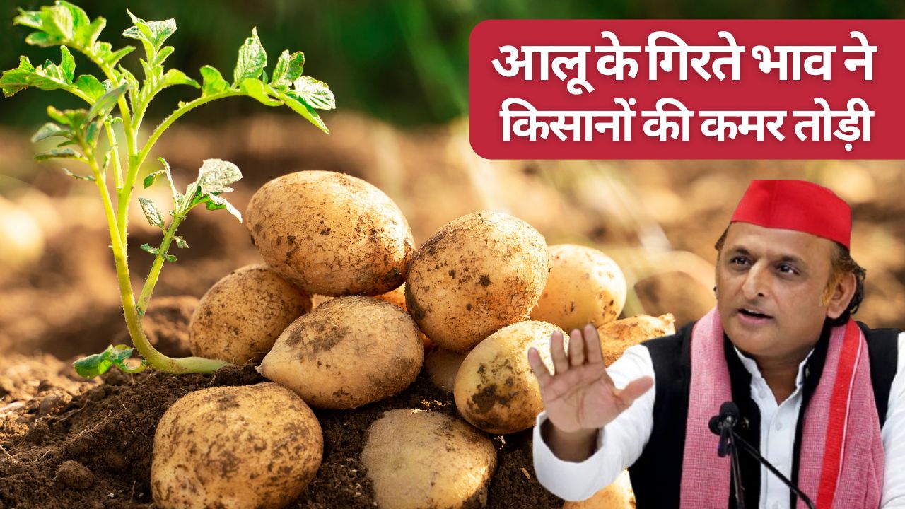 Potato Farmers Face Massive Losses With Production Costs At Rs 1000 And A Selling Price Of Just Rs 800 Sp Chief Attack Bjp Govt For Farmers Loss Check Potato Mandi Rates Today