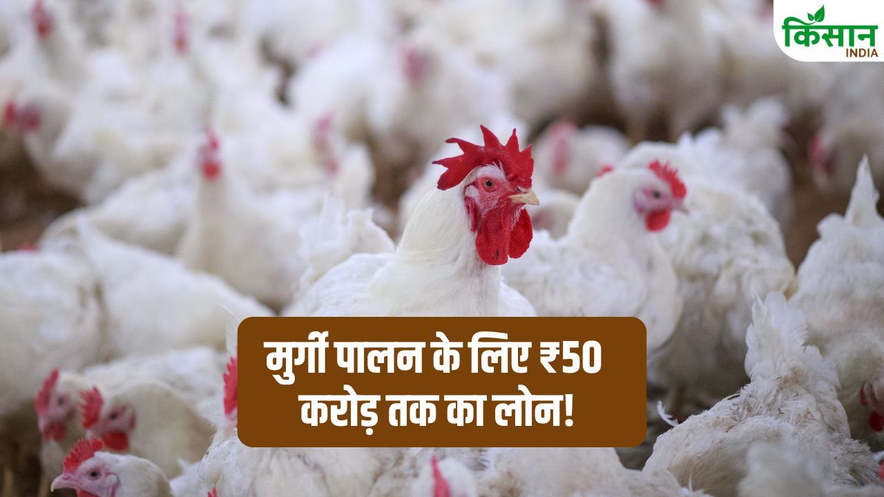 Rural Business Ideas Central Bank Cent Poultry Scheme Loan Interest Rate Eligibility How To Apply
