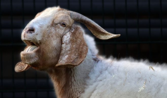 Beetal Goat: तोते जैसे मुंह वाली बीटल बकरी पालिए, रोज 3 किलो दूध और बच्चों से होगी डबल कमाई