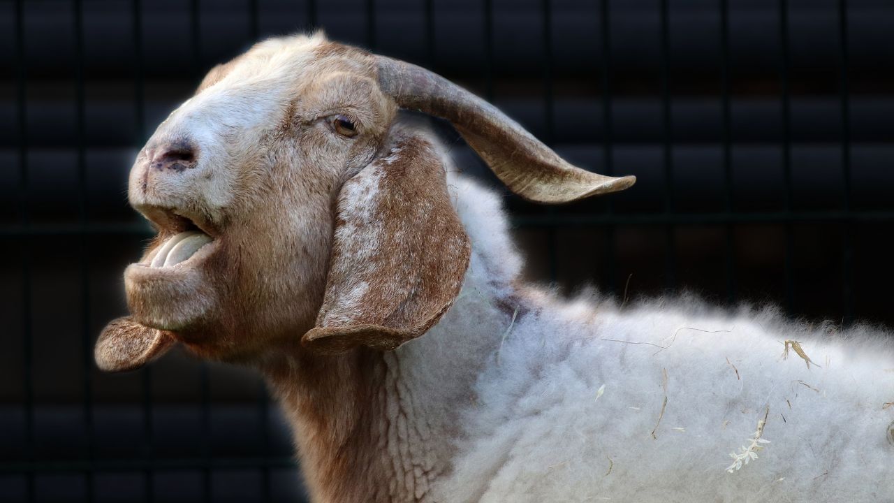 Beetal Goat Raise Parrot Like Beetle Goat You Earn 3 Kg Milk Daily And Double Your Income From Your Kids