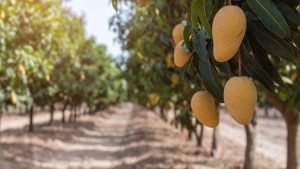 Mango Farming: आम के बौर से फल बनने तक अपनाएं ये आसान तरीके, मिठास और आकार दोनों होंगे जबरदस्त