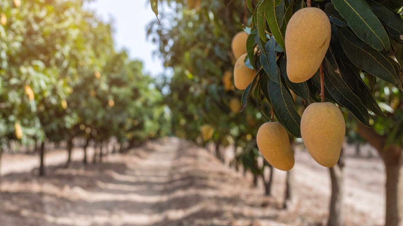 Mango Farming Follow These Easy Methods From Mango Blossom Fruit Both Sweetness And Size Tremendous