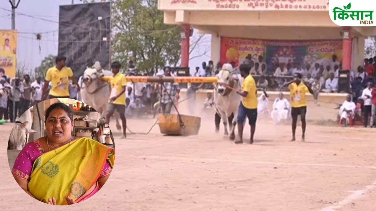 Srilakshmi Developed Unique Relationship With Bulls Using Love And Hard Work Create Distinct Identity Competitions