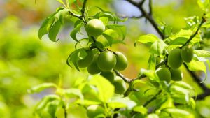 Plum Farming: किसानों के लिए खास टिप्स, बेर के पेड़ में आएंगे मोटे और मीठे फल, बस अपनाएं ये आसान तरीका