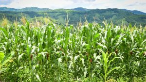 Maize Fodder: कार्बोहाइड्रेट और एनर्जी से भरपूर मक्का तुरंत बढ़ाएगा पशु का दूध, ऐसे खिलाएं संतुलित चारा