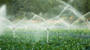 Irrigation Management: सही सिंचाई का फॉर्मूला अपनाएं, कम पानी में बढ़ेगी पैदावार और बचत भी होगी दोगुनी