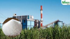 यूपी की 23 चीनी मिलों को 24 करोड़ जारी, एक मिल में 10 लाख टन से ज्यादा पेराई से किसानों को मिला फायदा