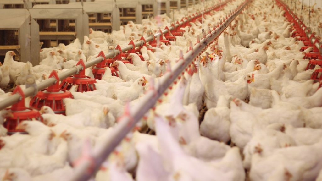 गर्मी में मुर्गियों को सामान्य दिनों से ज्यादा प्यास लगती है. अगर उन्हें समय पर पानी नहीं मिलता तो वे जल्दी कमजोर हो जाती हैं और उनका अंडा उत्पादन भी कम हो जाता है. इसलिए हर समय साफ, ताजा और हल्का ठंडा पानी उपलब्ध कराना बहुत जरूरी है.