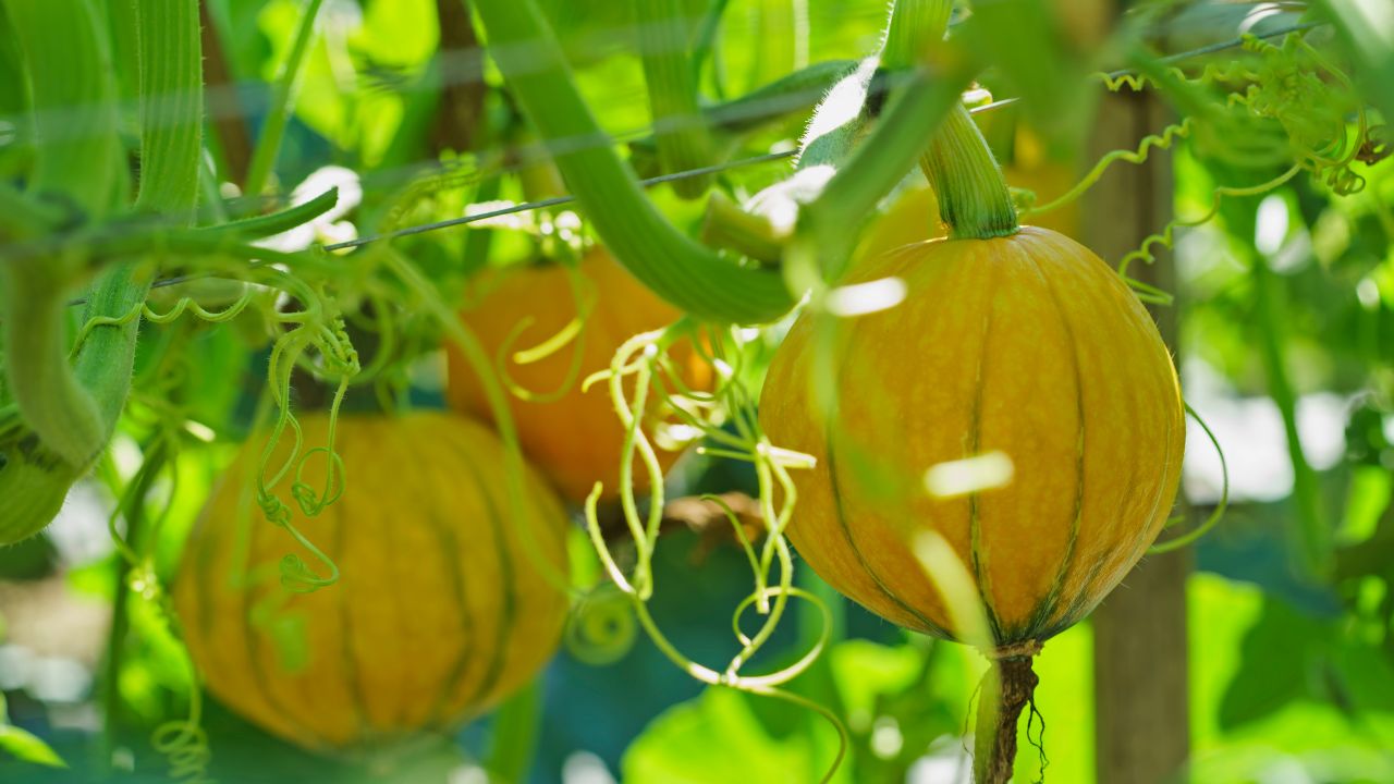 Pumpkin Farming In March Best Time For Sowing Soil Irrigation Tips Kaddu Ki Kheti