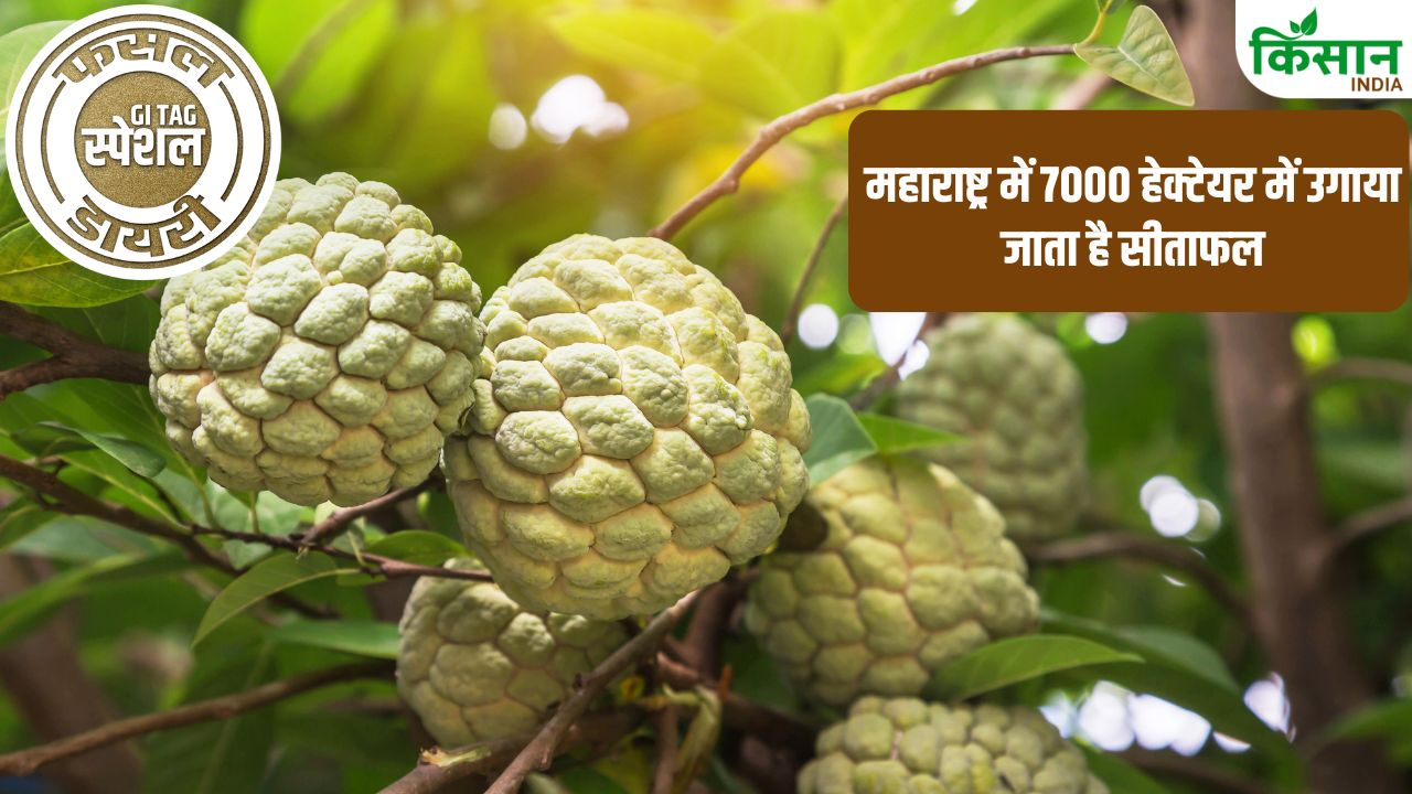 Beed Custard Apple Cultivation And Characteristics Complete Process Cultivating Beed Custard Apple