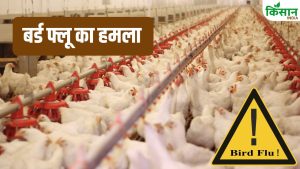 Bird Flu Attack: बर्ड फ्लू से 10 हजार मुर्गियों की मौत.. कई राज्यों में अलर्ट, पोल्ट्री कारोबार ठप