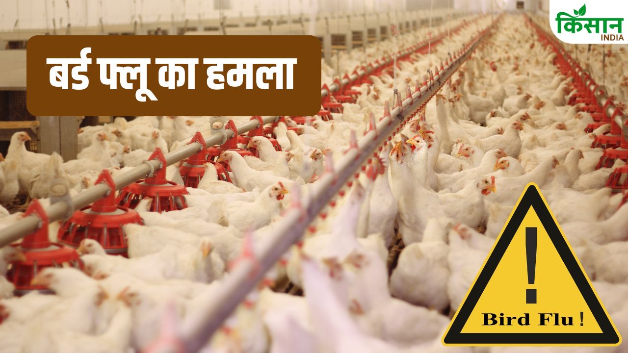 Bird Flu Increasing Threat Bird Flu Across Country Alert In Many States Increased Concern Business And People