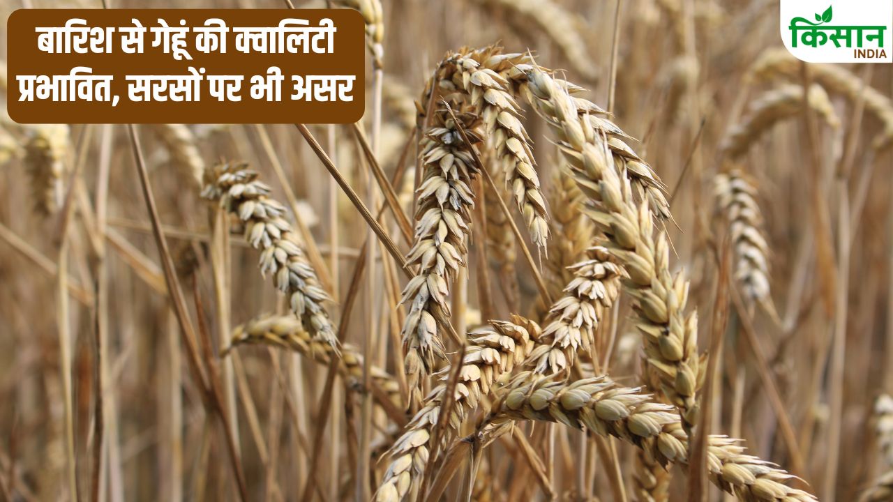 Unseasonal Rains Have Damaged 40 Percent Crops Agriculture Department Detailed Report From Insurance Companies