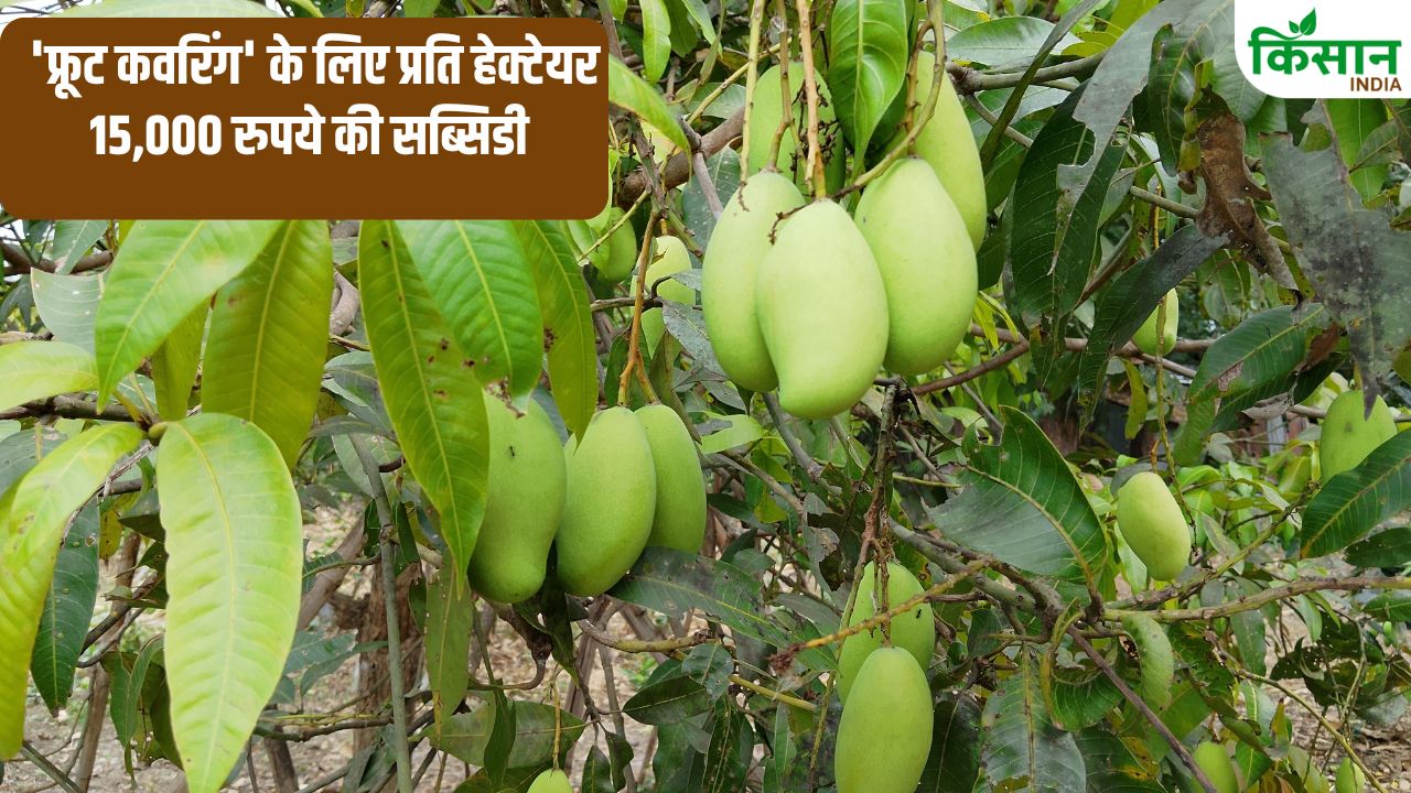 Andhra Pradesh Government Is Giving 50 Percent Subsidy For Fruit Covering