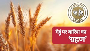 बारिश-हवा ने बिगाड़ा गेहूं किसानों का हिसाब, कई इलाकों में फसल खेत में गिरी.. कृषि वैज्ञानिकों ने जताई चिंता