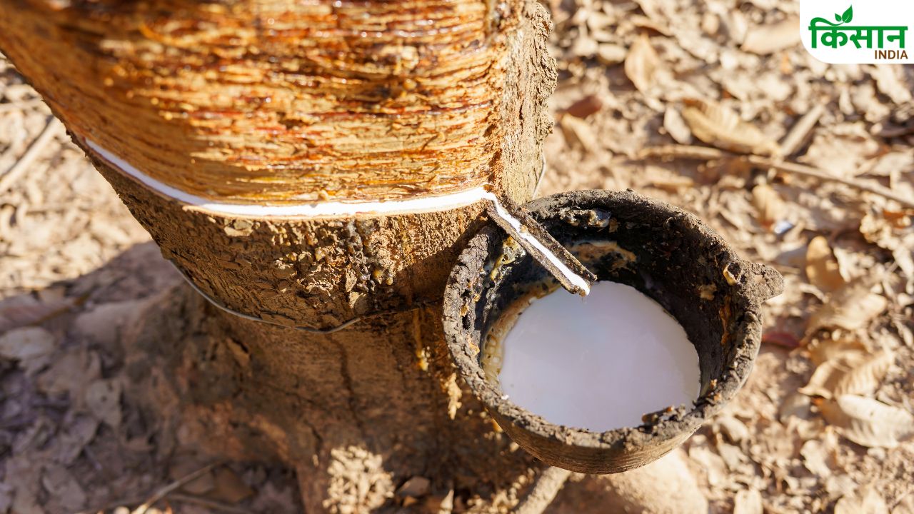 प्राकृतिक रबर की कीमतों में बढ़ोतरी, 221 रुपये किलो हुआ रेट.. किसानों की बंपर कमाई