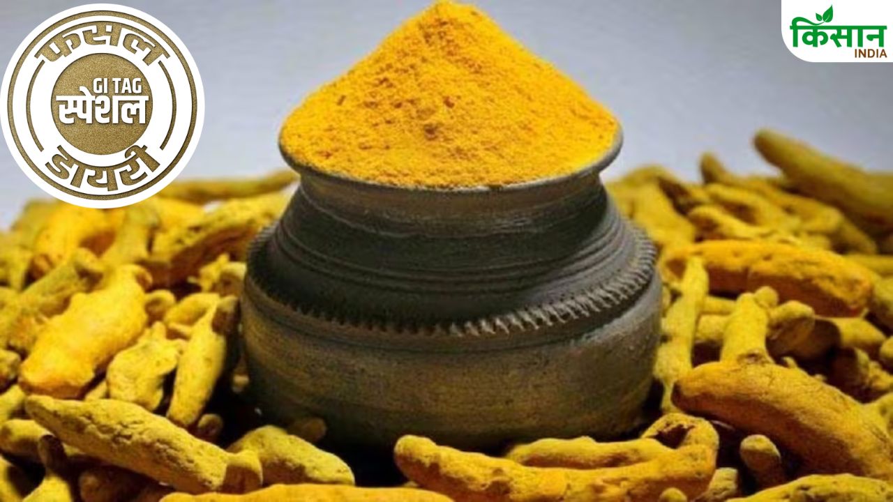 Sangli Turmeric Famous All Over The World For Its Quality Sow In May