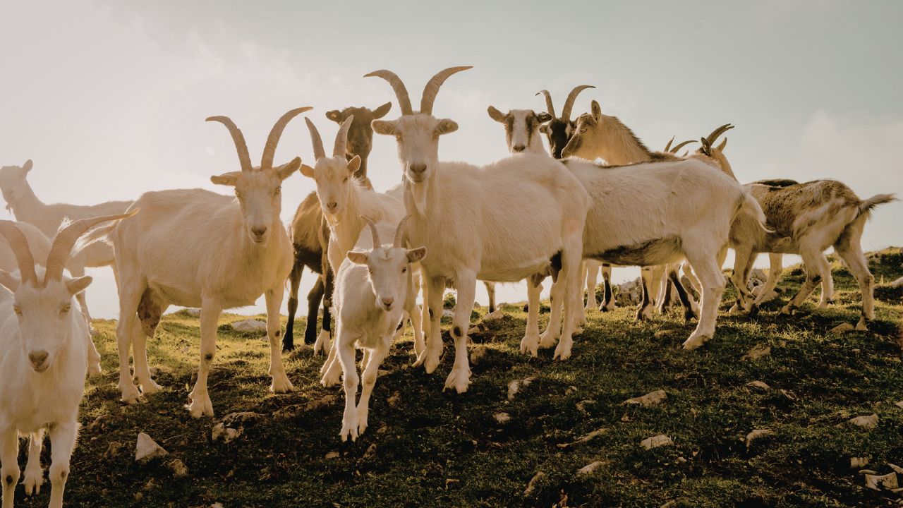 Government Schemes National Livestock Mission Upto 50 Lakh Subsidy On Sheep Goat Farming Under Nlm Check Details