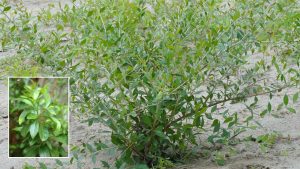 जीआई टैग हासिल सोजत मेहंदी की दो नई किस्में विकसित, 19 तरह के पौधों पर शोध के बाद मिली सफलता 