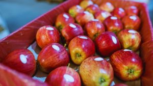 फल पर लगा छोटा सा स्टिकर बन सकता है खतरनाक! खाने से पहले जरूर जान लें ये बात