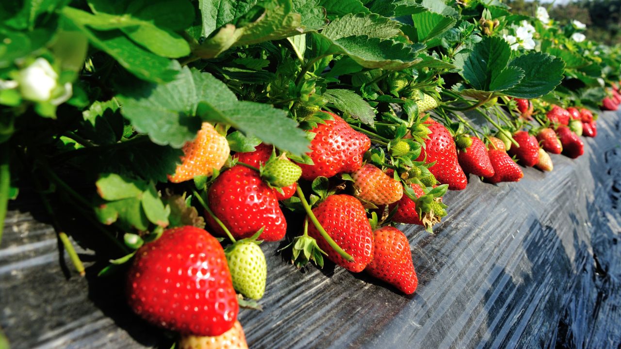 Bihar How To Apply For Strawberry Vikas Yojana 2026 Subsidy For Strawberry Farming