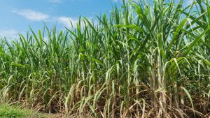 ऊसर मिट्टी में भी गन्ने की बंपर पैदावार! इस खास किस्म से किसानों की आय में होगी जबरदस्त बढ़ोतरी ऊसर मिट्टी में भी गन्ने की बंपर पैदावार! इस खास किस्म से किसानों की आय में होगी जबरदस्त बढ़ोतरी