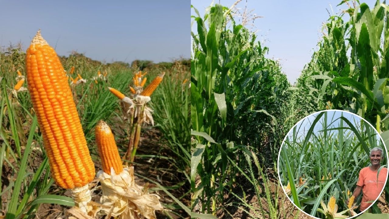 Icar Iimr Develops New Model Sugarcane Maize Intercropping