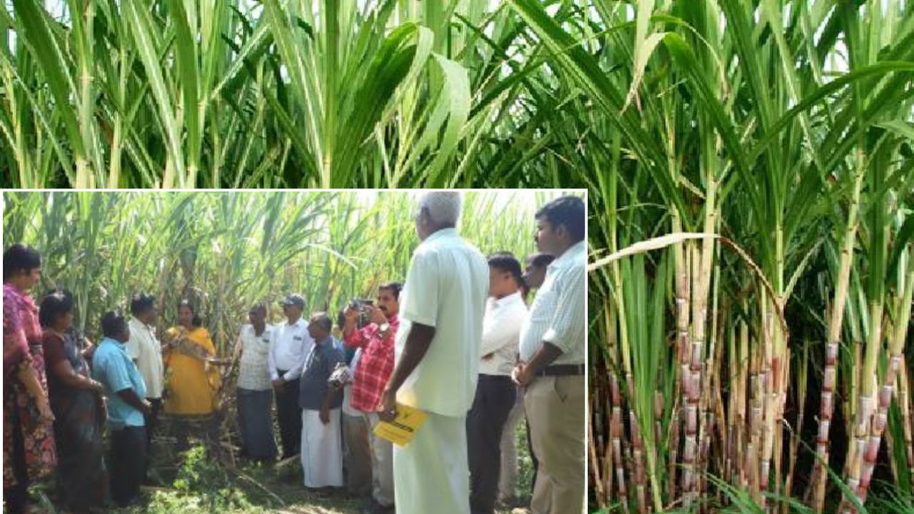 Icar And Sugarcane Breeding Institute Introduce New Sugarcane Variety In Coimbatore