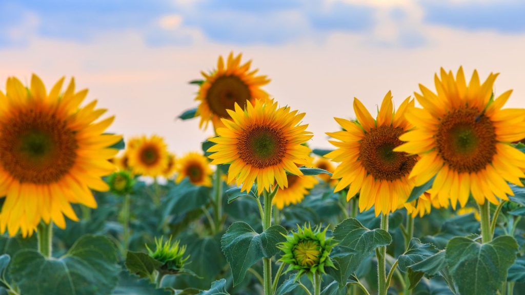 आलू की खुदाई के बाद खेत खाली रहते हैं और इसी समय सूरजमुखी की बुवाई सबसे उपयुक्त मानी जाती है. कृषि वैज्ञानिक डॉ. प्रमोद कुमार के अनुसार, बुवाई 10 मार्च से पहले होनी चाहिए. अगर समय पर बुवाई हो जाए, तो सूरजमुखी की पैदावार अच्छी रहती है और किसान केवल तीन महीने में ही लाभ कमा सकते हैं.