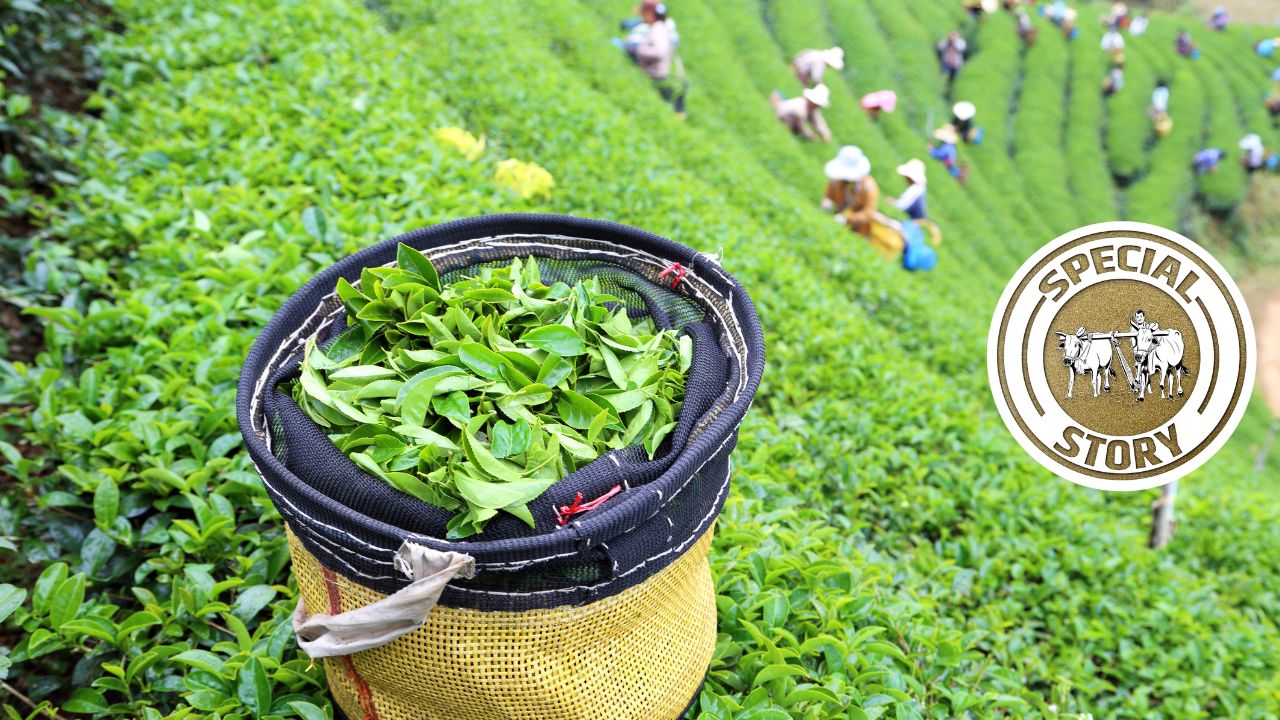 200 साल के संघर्ष के बाद मिल रहा जमीन का पट्टा, पीढ़ियां मजदूर बनकर गुजरीं अब मालिक बनेंगे चाय किसान