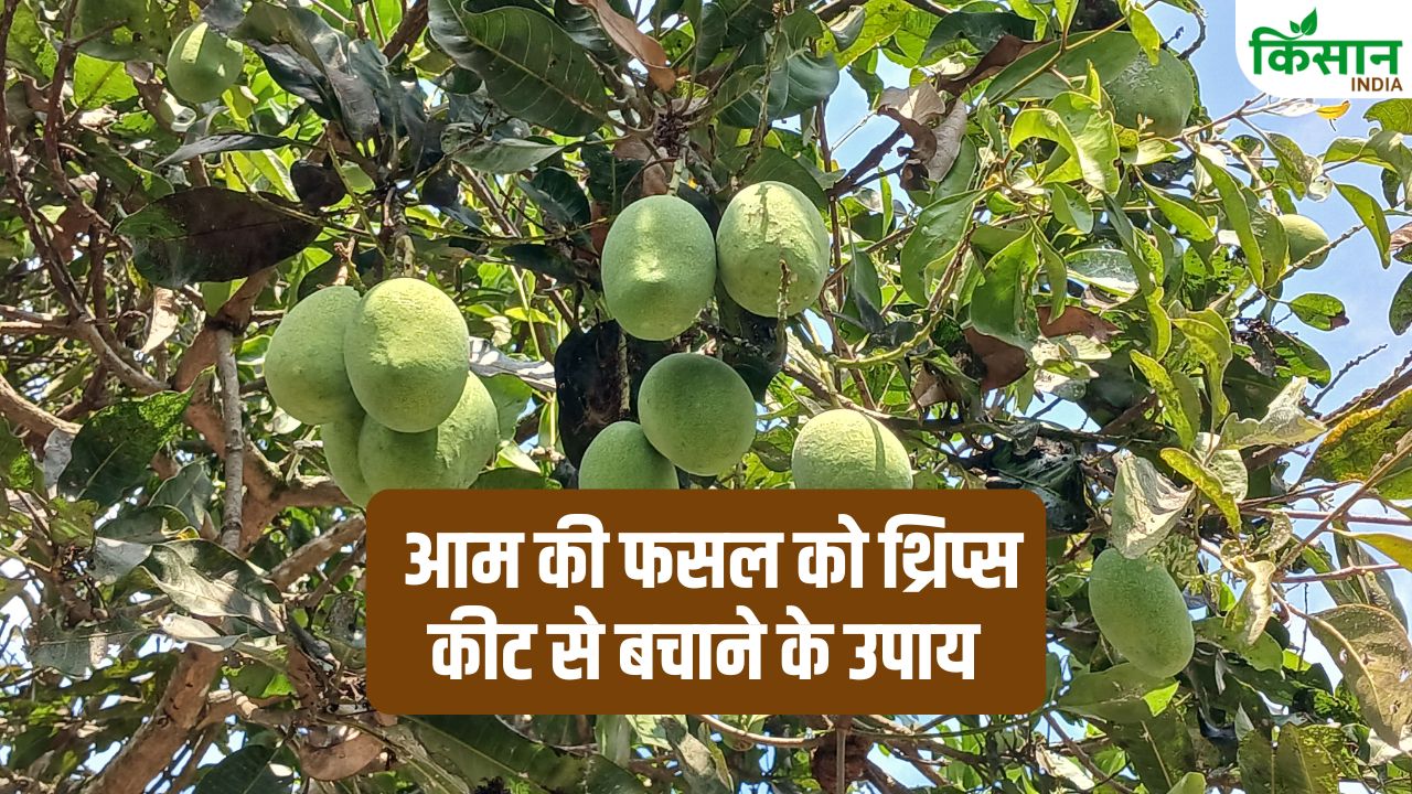 Aam Ki Kheti Symptoms Of Thrips Attack In Mango Farming Tips To Protect Crop From Pests