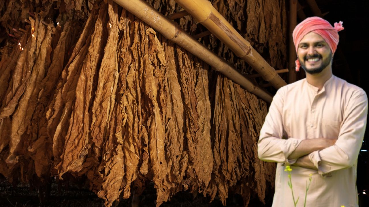 Tobacco Production May Decline Over Centre Advises Cultivation Of Alternative Crops Check Details
