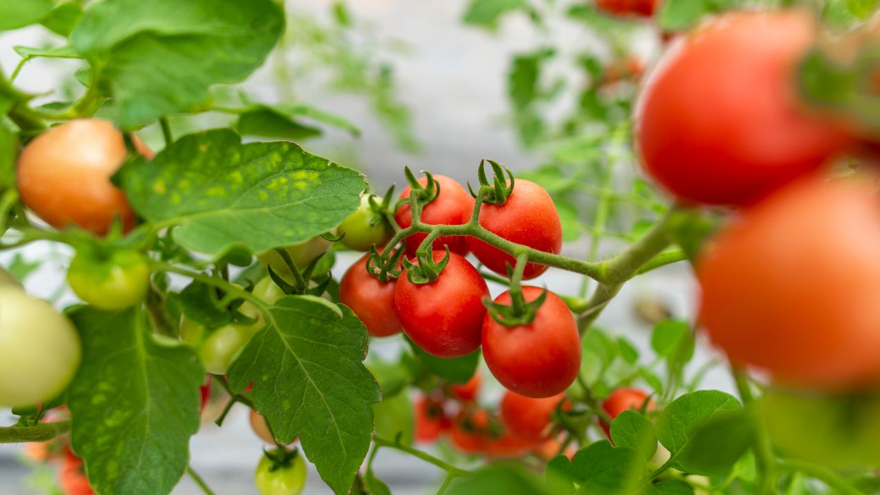 Tomato Flower Drop Problem Solution Causes Thrips Blight Control Home Remedies Tamatar Ki Kheti