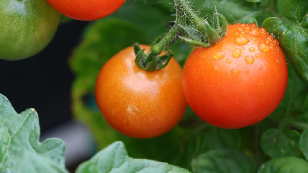 टमाटर के पौधे की जड़ें गहराई तक फैलती हैं, इसलिए कम से कम 18 इंच गहरा और चौड़ा गमला इस्तेमाल करना चाहिए. छोटे गमले में पौधे की बढ़वार रुक सकती है और फल कम लगते हैं. गमले के नीचे 3-4 ड्रेनेज होल जरूर हों, ताकि अतिरिक्त पानी आसानी से बाहर निकल सके. 