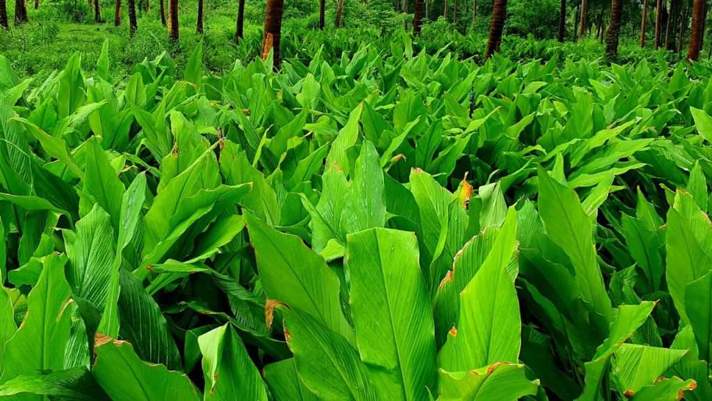 हल्दी की सबसे बड़ी खासियत यह है कि इसे खुले खेत की जरूरत नहीं होती. अगर आपके पास आम या किसी अन्य फल का बाग है, तो पेड़ों के बीच खाली जगह में भी इसकी खेती करके अतिरिक्त आय प्राप्त की जा सकती है. हल्दी की सबसे बड़ी खासियत यह है कि इसे खुले खेत की जरूरत नहीं होती. अगर आपके पास आम या किसी अन्य फल का बाग है, तो पेड़ों के बीच खाली जगह में भी इसकी खेती करके अतिरिक्त आय प्राप्त की जा सकती है.