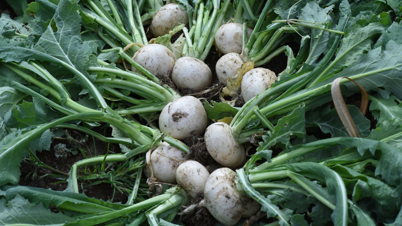 Turnip Farming Profit 60 Days Crop Low Cost High Income March Sowing Tips For Farmers