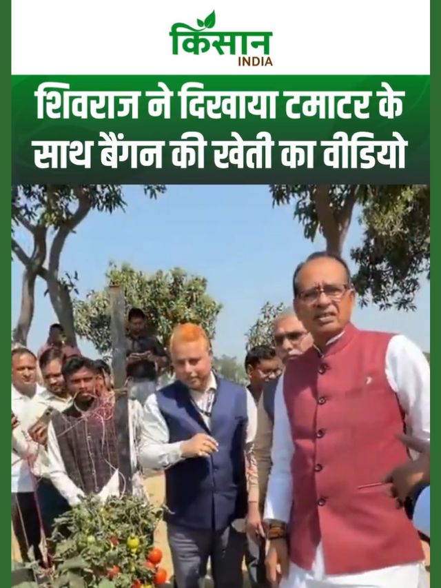 एक पौधे पर दो फसलें : IIVR की अनोखी टमाटर–बैंगन ग्राफ्टिंग तकनीक